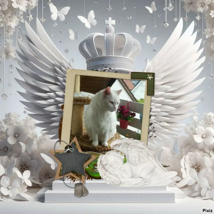 Condolence image of Tanja mit Timmy im Herzen 