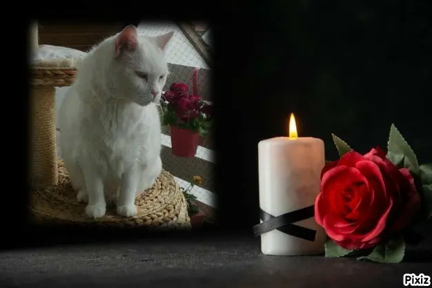 Condolence image of Tanja mit Timmy im ❤