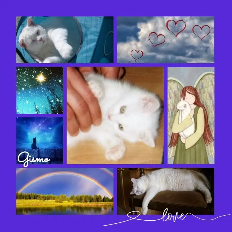 Condolence image of Ein Meer an Rosen für Gismo zum 7. Sternchentag