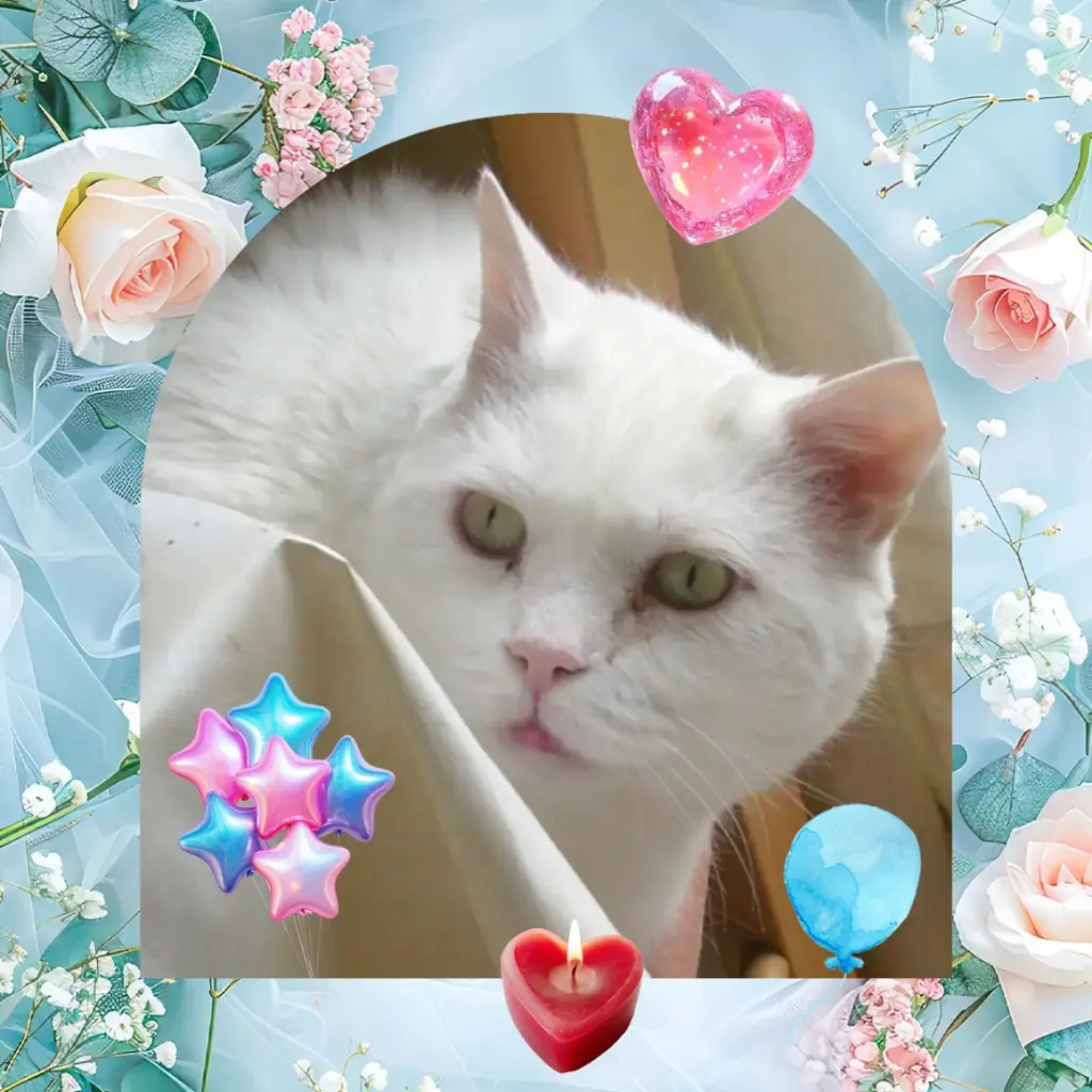 Condolence image of ❤️7. Sternchengeburtstag Gismo❤️