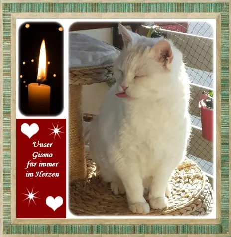 Condolence image of deine Ilse in Liebe zum 86. Monatsgedenken