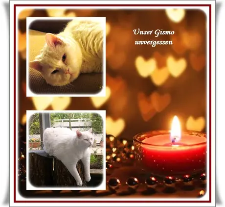 Condolence image of Deine Ilse in Liebe zum 87. Monatsgedenken