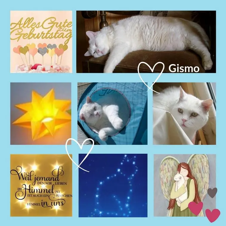 Condolence image of Eine Geburtstagsrose für Gismo