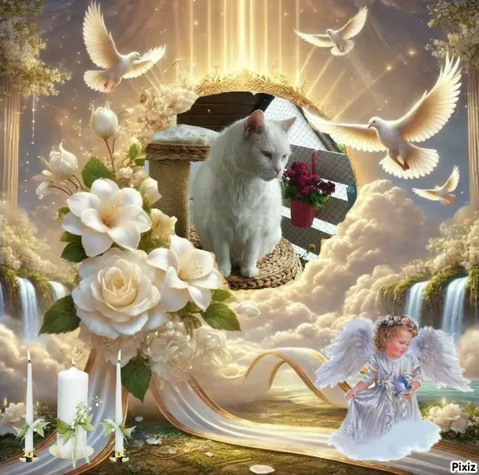 Condolence image of Tanja mit Timmy im 💖🐈🐾