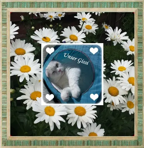 Condolence image of 93 Monatsrosen für meinen unvergessenen Gismo