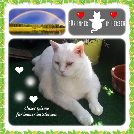 Condolence image of Für meinen unvergessenen Gismo zum 95. Gedenkmonat