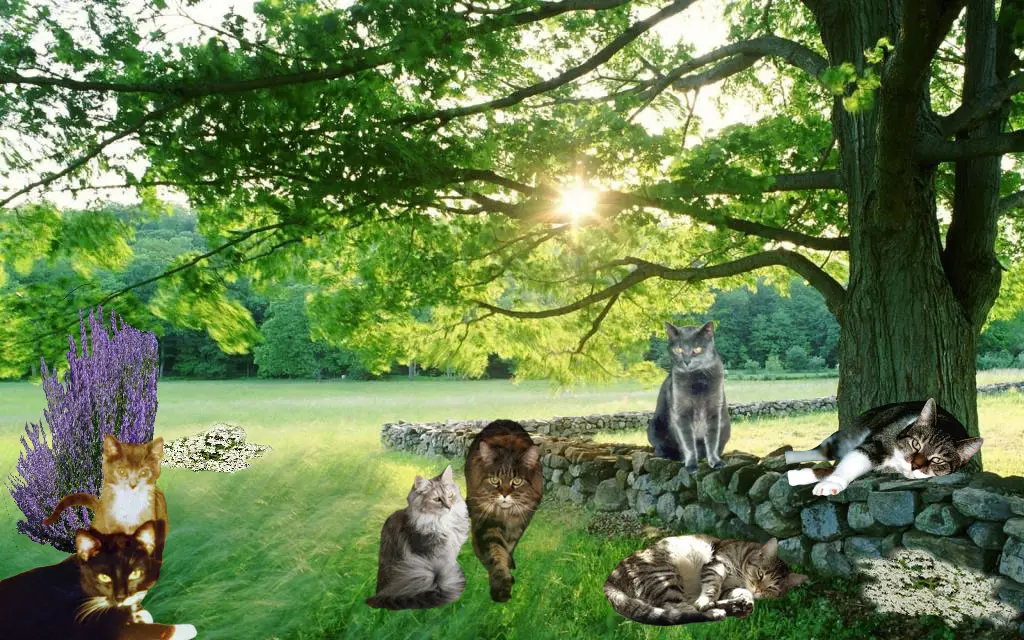 Condolence image of Birgitt mit Dinah Cindy Bonny und Püppi