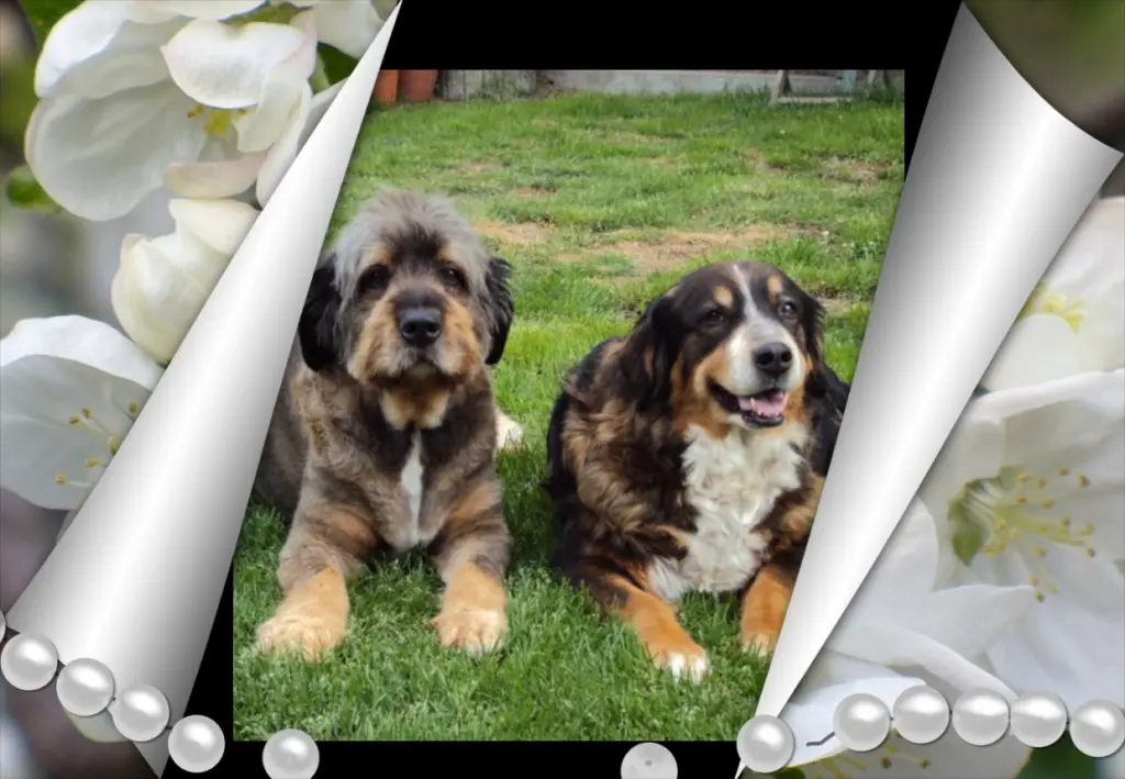 Condolence image of Klaudia mit Misiu❤❤❤