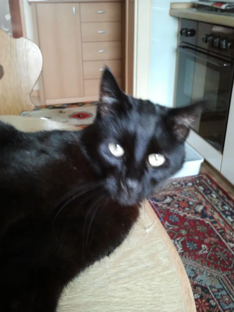 Image from Teddy