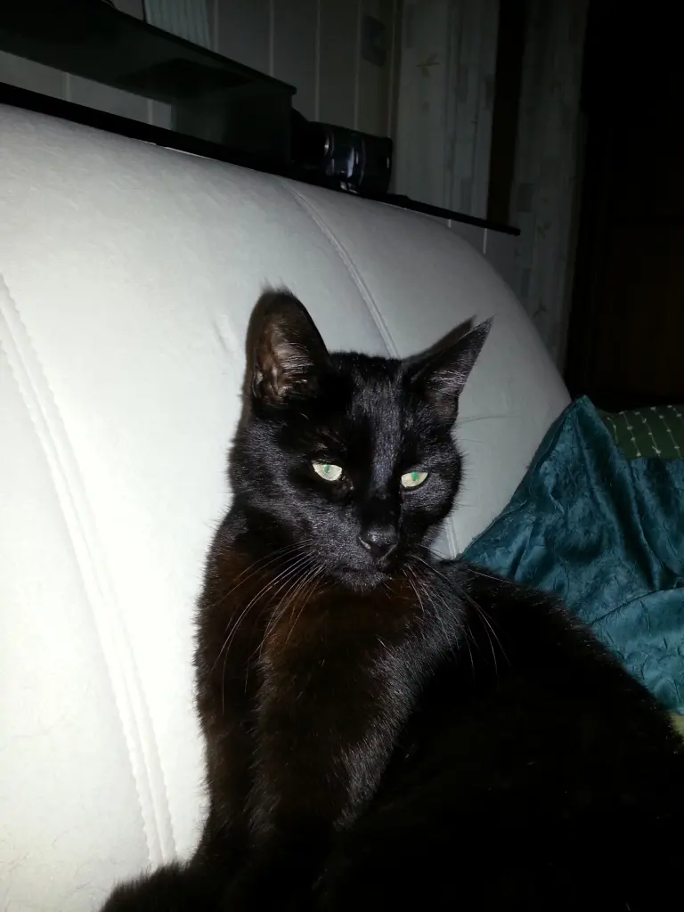 Image from Teddy