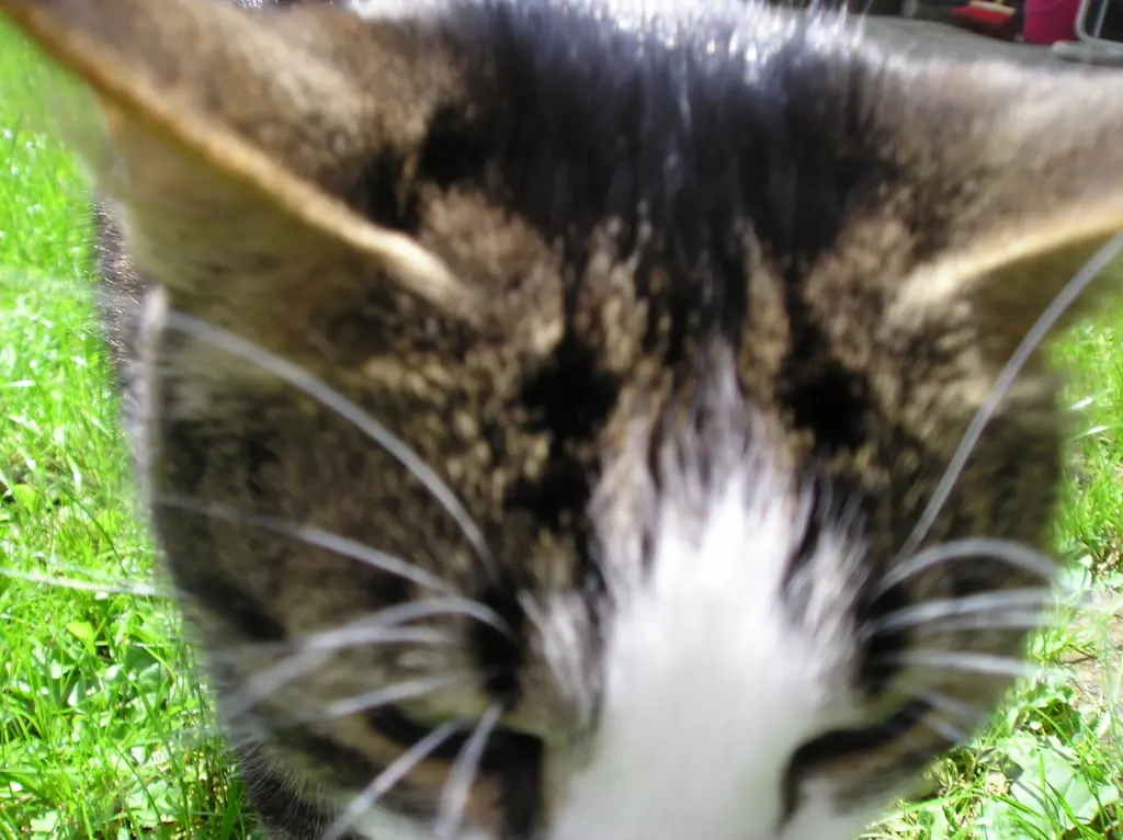 Image from Wally