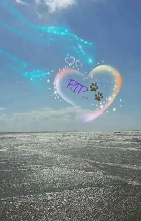 Condolence image of Brigitte  Lorenz