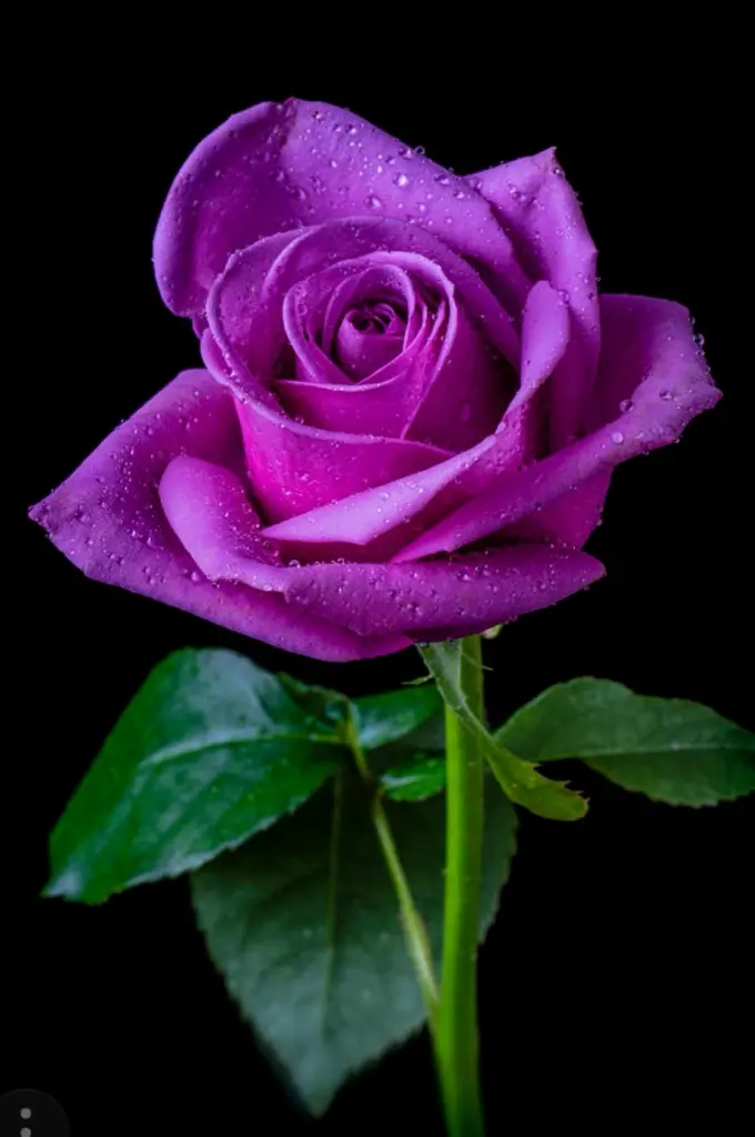 Condolence image of Monika 