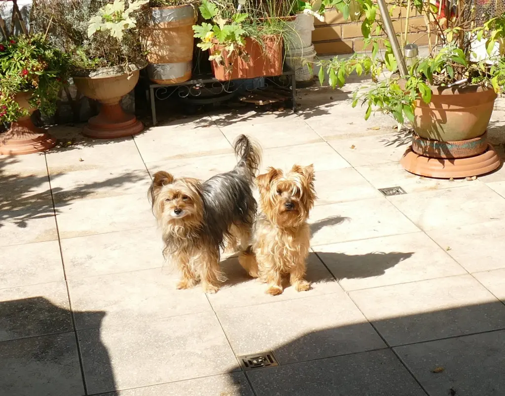 Condolence image of Willys Frauchen und Herrchen