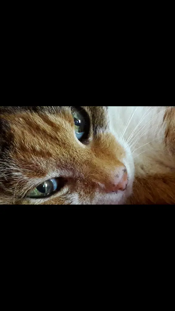 Condolence image of Katrin 