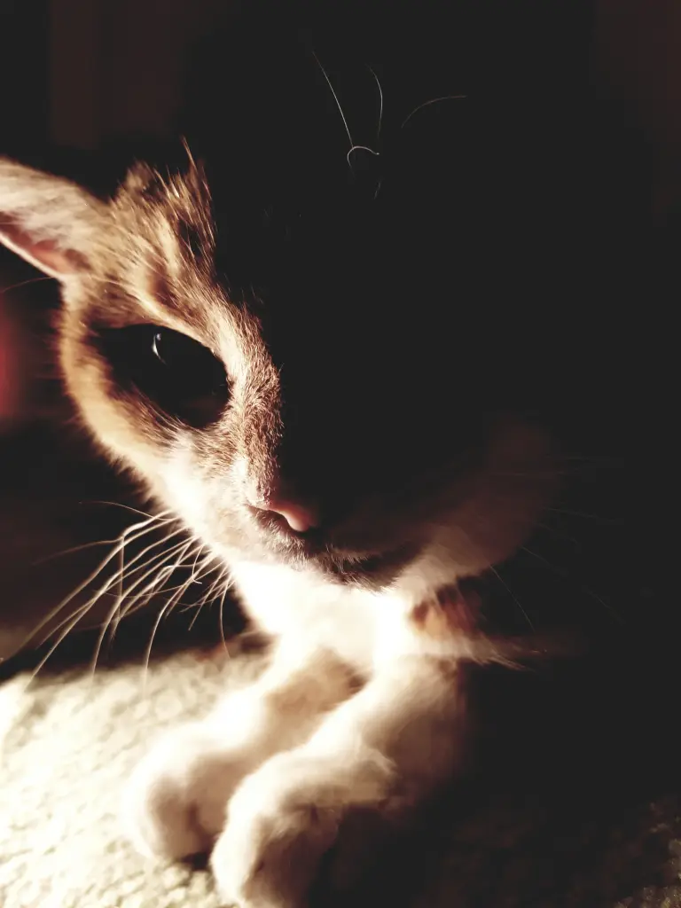 Image from *Kessy*