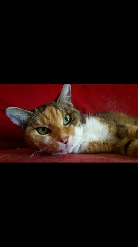 Image from *Kessy*