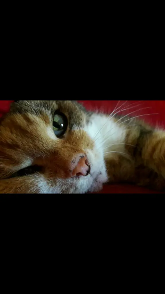Image from *Kessy*