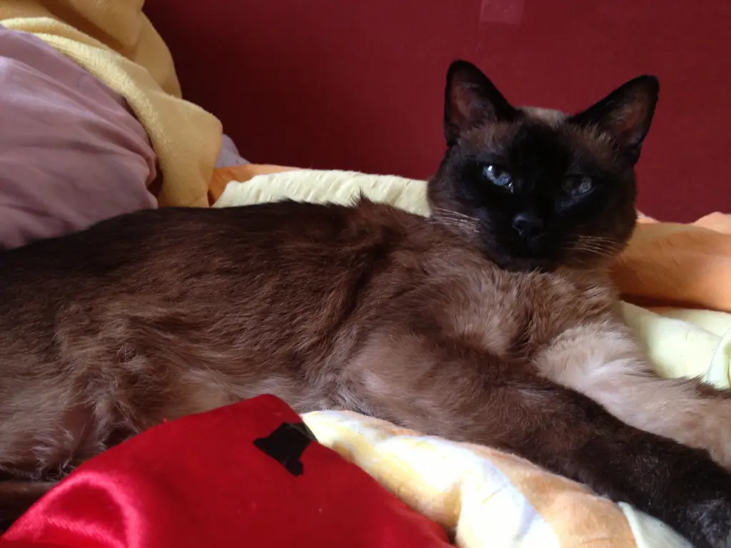 Image from Stella