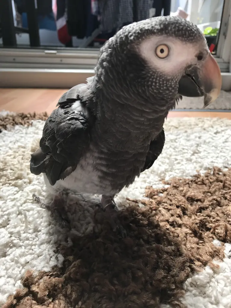 Image from Coco