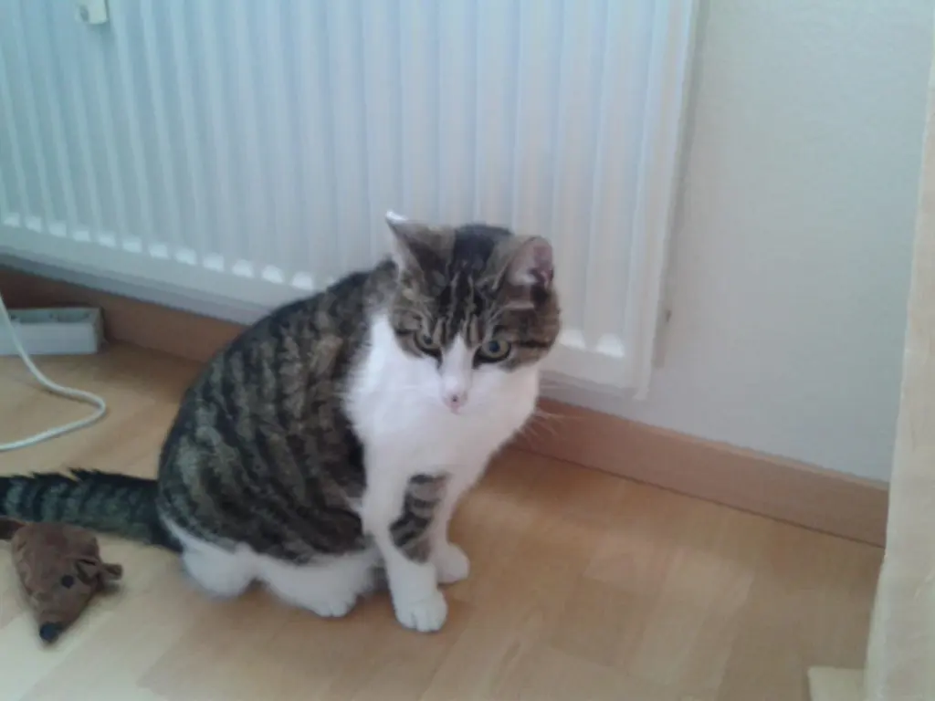 Image from Lissi