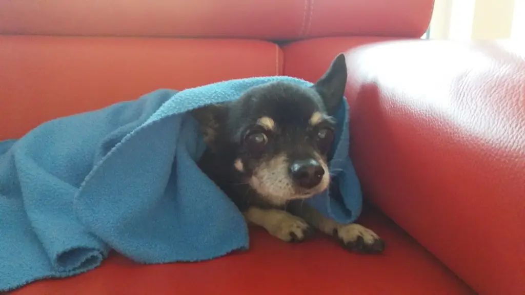 Image from Stitch