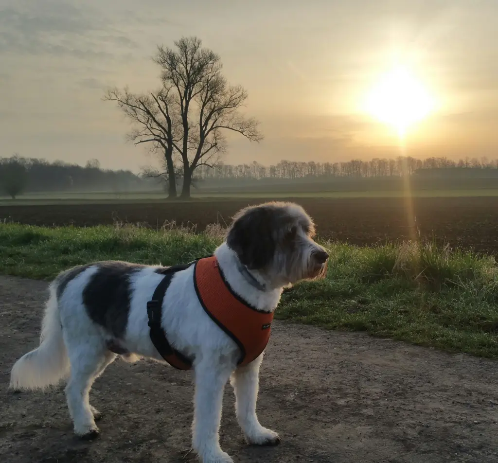 Image from Balu