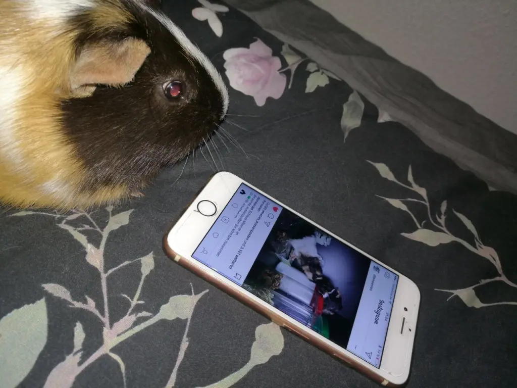 Image from Gizmo