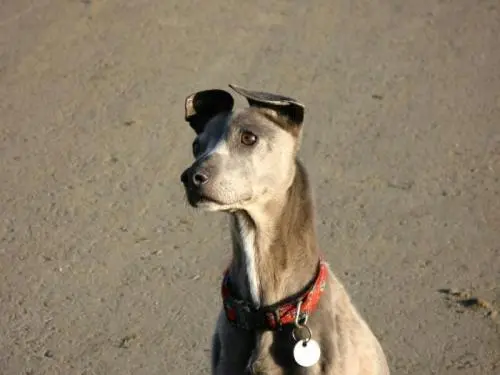 Image from Trixi