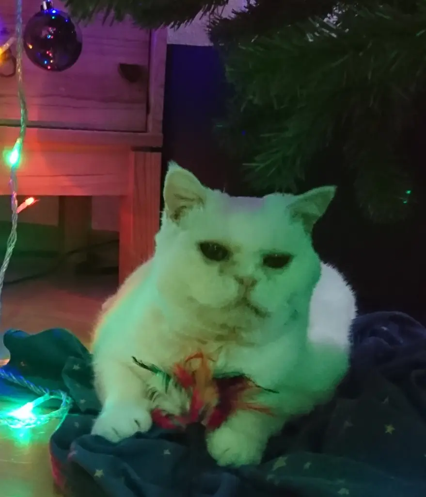 Andachtsbild von Unbekannt