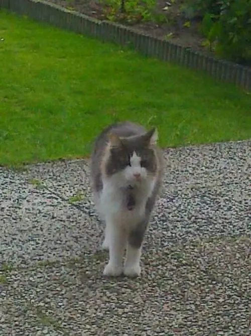 Image from Tigger
