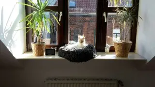 Bild von Thai Hawaii