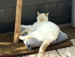 Bild von Thai Hawaii