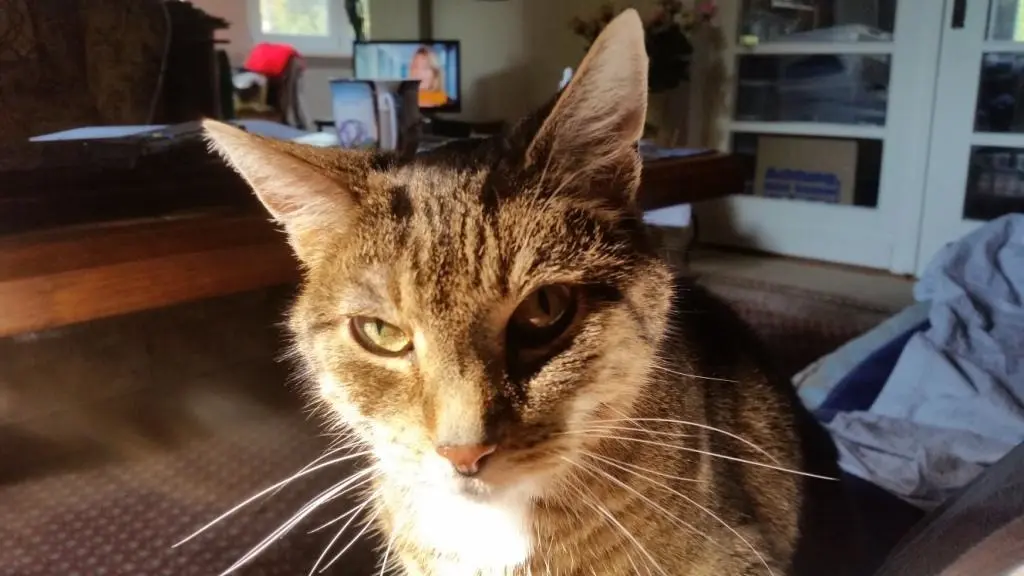Image from Pussy
