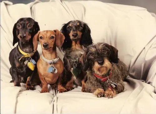 Image from schiela,nicki,dolly,zitro