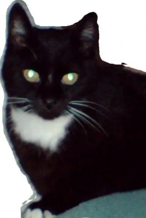 Image from Pussy