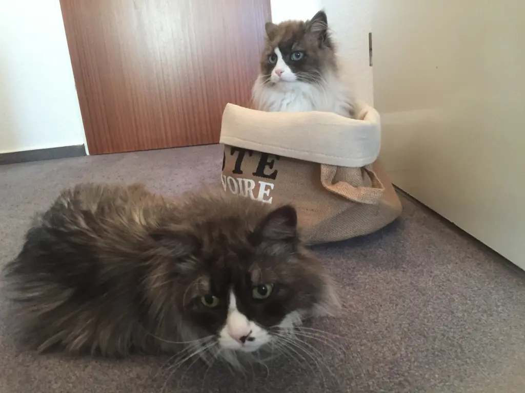 Image from Smoky