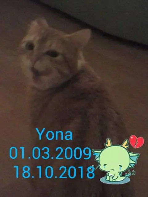 Image from Yona