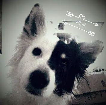 Image from Joey