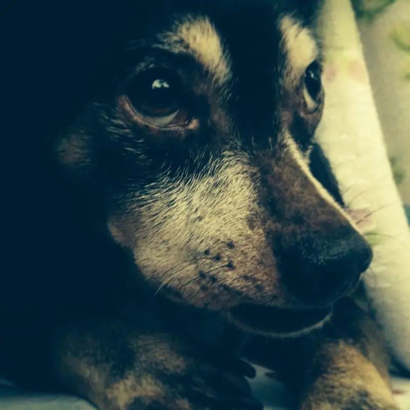 Condolence image of annette mit Speedy tief im Herzen