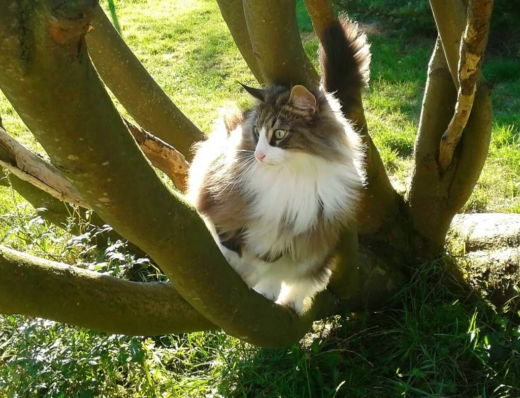 Condolence image of Mia