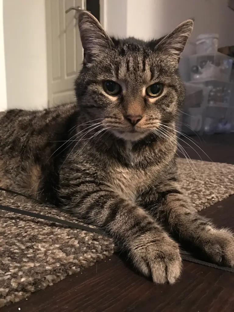 Image from Tiger