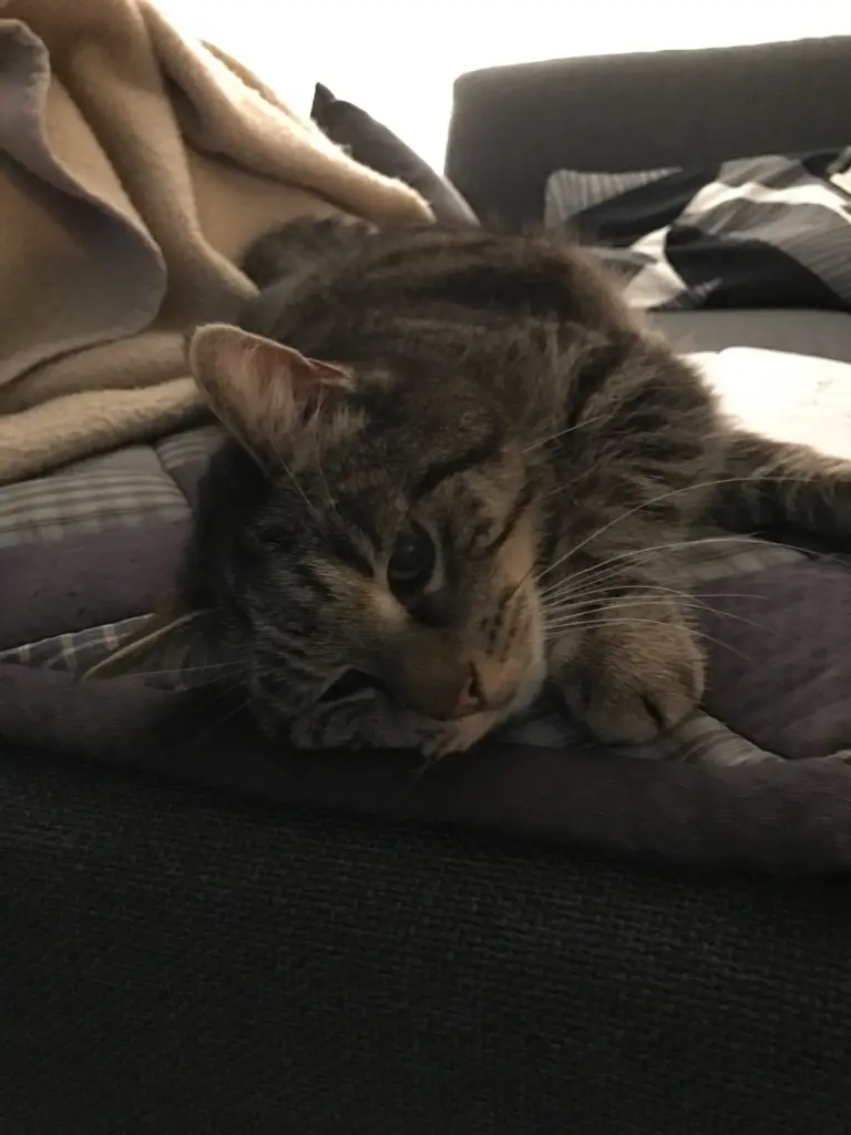 Image from Tiger