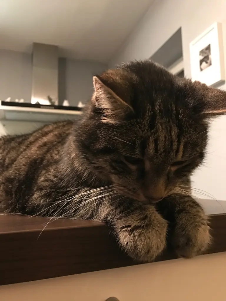 Image from Tiger