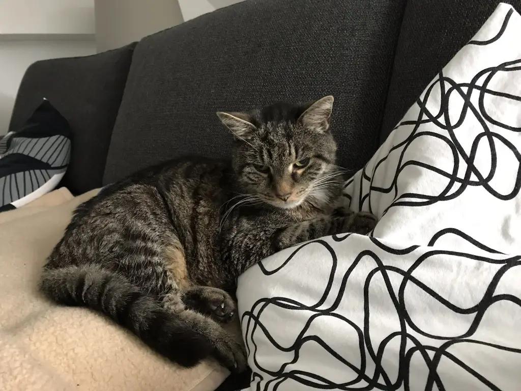 Image from Tiger