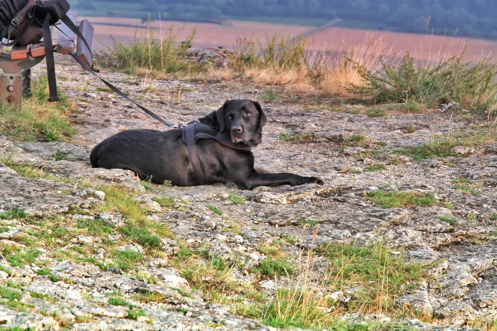 Condolence image of Heidi mit Buddy tief im Herzen