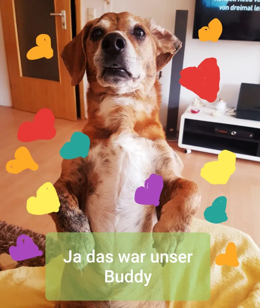 Image from Buddy