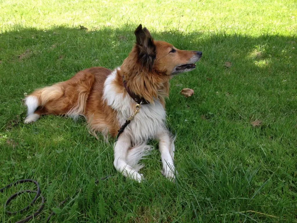 Andachtsbild von Katharina mit Merle im Herzen