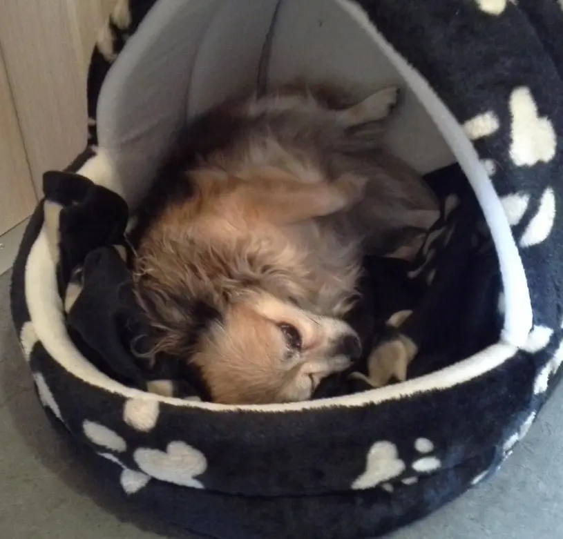 Image from Lilli