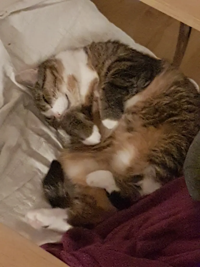 Condolence image of Sabine